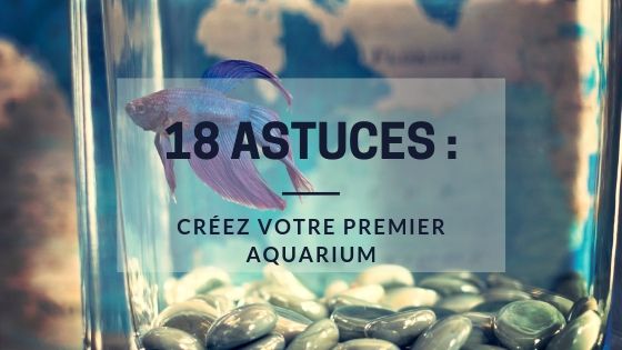 18 Astuces : Créez votre Premier Aquarium