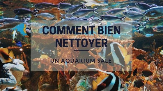 Comment Nettoyer un Aquarium Sale ?