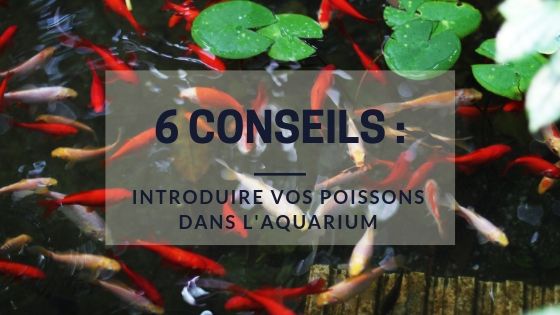 6 Conseils : Introduire vos poissons dans l'aquarium