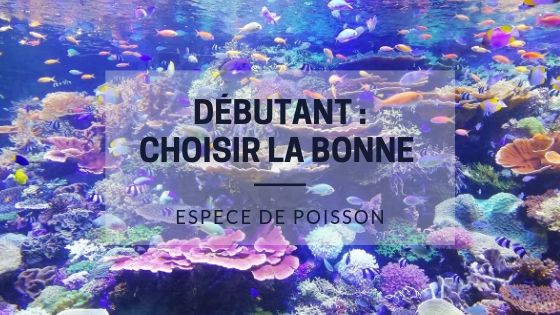 Aquariophile Débutant : Choisir la bonne Espèce de Poisson