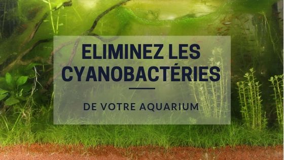 Eliminez les Cyanobactéries de votre Aquarium