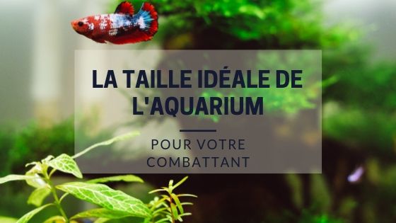 La taille idéale de l'Aquarium pour votre Combattant